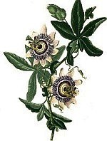 The Passion Flower The Passion Flower
